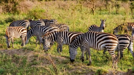 Kiwengwa Beach Resort & optionele Mikumi Safari