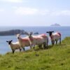 11-daagse rondreis Grand Tour Ierland